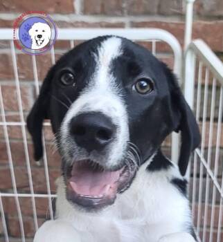 Hilary -  Great Pyrenees and English Pointer Dog for Adoption in Spring, Texas - Hilary | PetCurious