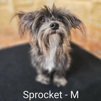 Terrier and Mixed Breed Dogs Available for Adoption - Sprocket | PetCurious