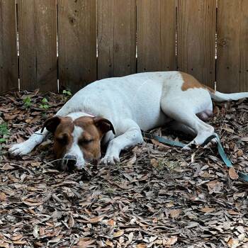 Q-Tip -  Mixed Breed Dog for Adoption in Summerville, South Carolina - Q-Tip | PetCurious