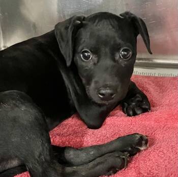 Holly -  Black Labrador Retriever Dog for Adoption in Parma, Ohio - Holly | PetCurious