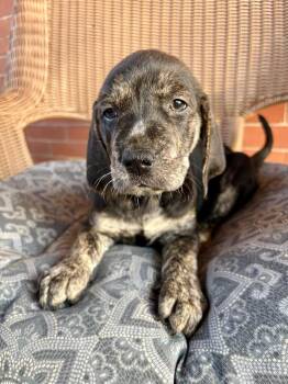 Mike -  Hound and Shepherd Dog for Adoption in Irwin, Pennsylvania - Mike | PetCurious