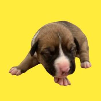 Shepherd and Boxer Dogs Available for Adoption - Blondie | PetCurious