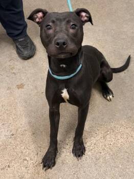 Shelley -  Pit Bull Terrier Dog for Adoption in Cleveland, Ohio - Shelley | PetCurious