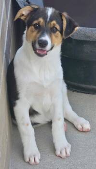 Rubicon -  Australian Cattle Dog Blue Heeler and Australian Shepherd Dog for Adoption in Fort Lupton, Colorado - Rubicon | PetCurious
