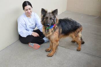 German Shepherd Dog Dogs Available for Adoption in Mckinney, Texas - Dawn | PetCurious