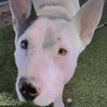 Prickly Pear -  Pit Bull Terrier and Bull Terrier Dog for Adoption in Phoenix, Arizona - Prickly Pear | PetCurious