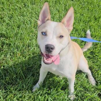 COSMO -  Australian Cattle Dog Blue Heeler and Mixed Breed Dog for Adoption in Wylie, Texas - COSMO | PetCurious