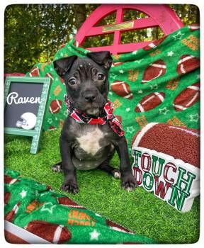 Raven -  Pit Bull Terrier Dog for Adoption in Sebring, Florida - Raven | PetCurious