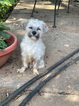 Melvin -  Terrier Dog for Adoption in Atlanta, Georgia - Melvin | PetCurious