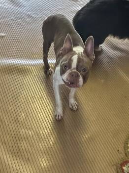 MAVERICK -  Boston Terrier Dog for Adoption in Rossford, Ohio - MAVERICK | PetCurious