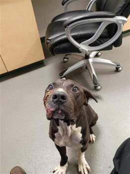 Pit Bull Terrier and Mixed Breed Dogs Available for Adoption in Corpus Christi, Texas - DALE EARNHARDT JR | PetCurious