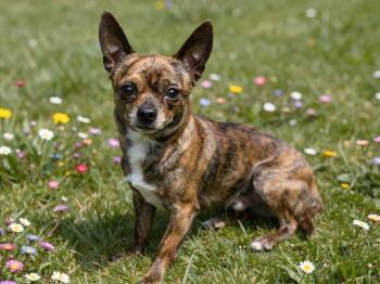 Thor -  Chihuahua Dog for Adoption in Sebastian, Florida - Thor | PetCurious