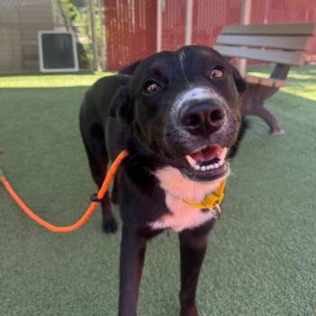 Dr. Pepper -  Border Collie and Mixed Breed Dog for Adoption in Buellton, California - Dr. Pepper | PetCurious