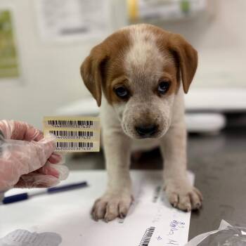 Logan -  Mixed Breed Dog for Adoption in Charleston, West Virginia - Logan | PetCurious