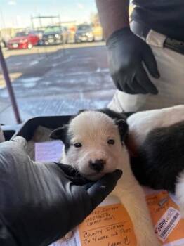 Shepherd and Mixed Breed Dogs Available for Adoption - 60201622 | PetCurious