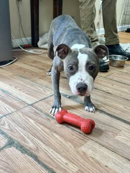 Rescue Mixed Breed Dogs for Adoption in Petersburg, Virginia - Joy | PetCurious