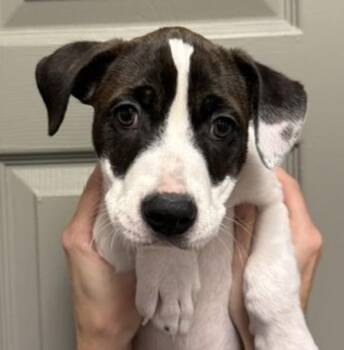 Aspen -  Pit Bull Terrier Dog for Adoption in Littleton, Colorado - Aspen | PetCurious