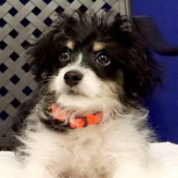 Benny -  Australian Shepherd Dog for Adoption in Midland, Texas - Benny | PetCurious