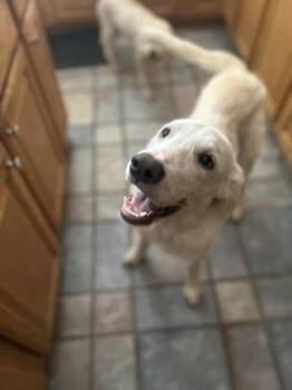 Rescue Great Pyrenees Dogs for Adoption in Elizabeth, Colorado - Sydney | PetCurious