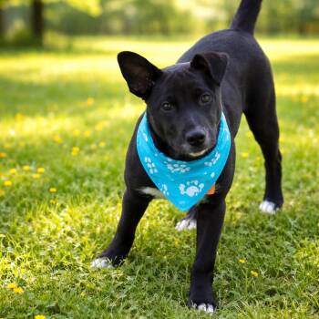 Australian Cattle Dog Blue Heeler and Border Collie Dogs Available for Adoption - SKIP  (Handsome, Sweet, Playful, Active, Loves Water---SEE NEW V | PetCurious