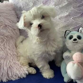 Maltese and Yorkshire Terrier Dogs Available for Adoption in Oswego, New York - Falkor | PetCurious