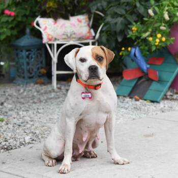 Omena -  Boxer Dog for Adoption in Wake Forest, North Carolina - Omena | PetCurious