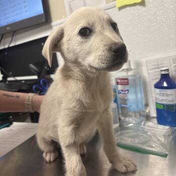 Labrador Retriever Dogs Available for Adoption - Daisy | PetCurious