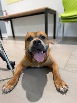Fat Boy - 1 -  Pit Bull Terrier and Mixed Breed Dog for Adoption in Daytona Beach, Florida - Fat Boy - 1 | PetCurious