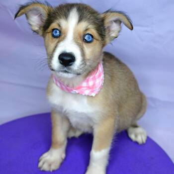 Husky Dogs Available for Adoption in Beaumont, Texas - Rosemary | PetCurious