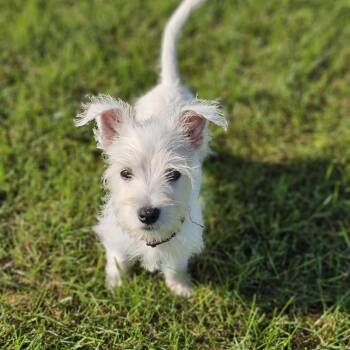 OJ -  Schnauzer and West Highland White Terrier Westie Dog for Adoption in Shiloh, Illinois - OJ | PetCurious