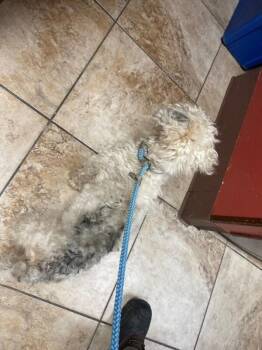 Oscar -  Mixed Breed Dog for Adoption in Cincinnati, Ohio - Oscar | PetCurious