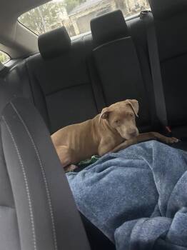 American Staffordshire Terrier Dogs Available for Adoption in San Antonio, Texas - MILKSHAKE | PetCurious