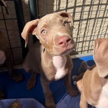 Mixed Breed Dogs Available for Adoption in Titusville, Florida - Mateo | PetCurious
