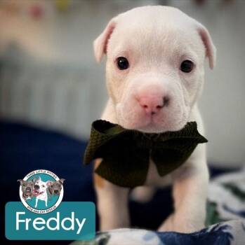 Pit Bull Terrier and American Bully Dogs Available for Adoption in Friendswood, Texas - Freddy Luv | PetCurious