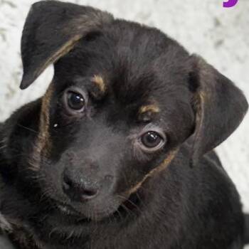 Mountain Cur and German Shepherd Dog Dogs Available for Adoption - Mary J - Lt Pink | PetCurious