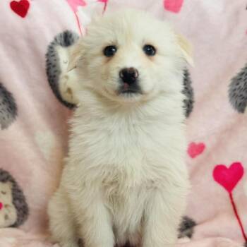 American Eskimo Dog and Mixed Breed Dogs Available for Adoption - Luna | PetCurious