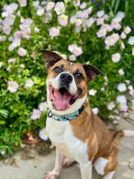 Donny -  Mixed Breed Dog for Adoption in Miamitown, Ohio - Donny | PetCurious
