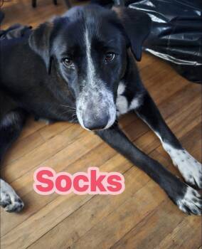 Collie and Labrador Retriever Dogs Available for Adoption - Socks  | PetCurious
