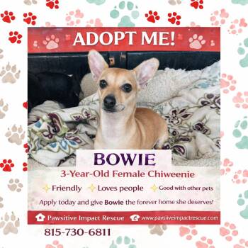 Chiweenie Dogs Available for Adoption - Bowie  | PetCurious