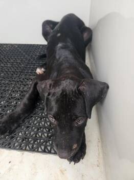 Chewy -  Mixed Breed Dog for Adoption in Mobile, Alabama - Chewy | PetCurious