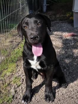 Ribeye -  Labrador Retriever and Retriever Dog for Adoption in Saint Clairsville, Ohio - Ribeye | PetCurious