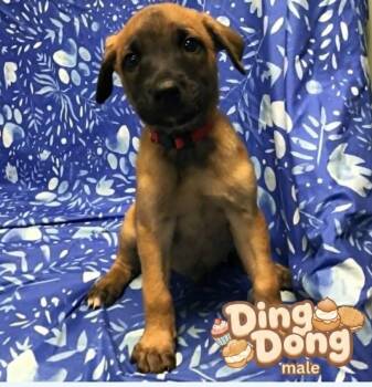 Ding Dong -  Belgian Shepherd Malinois Dog for Adoption in Plainfield, Illinois - Ding Dong | PetCurious