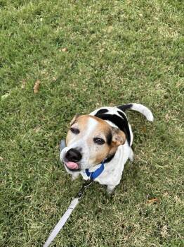 Rescue Beagle Dogs for Adoption in Azalea Park, Florida - Avery | PetCurious