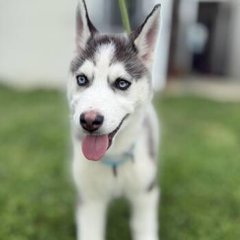 Husky Dogs Available for Adoption in Marshall, Virginia - Pac-Man - 003698 | PetCurious