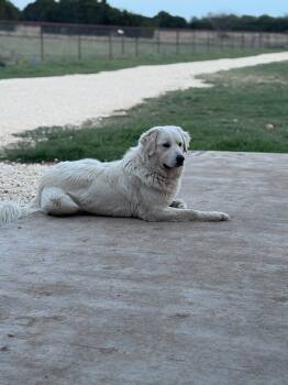 Great Pyrenees Dogs Available for Adoption in Grafton, Wisconsin - SPONSOR OR FOSTER ME - Dolly | PetCurious