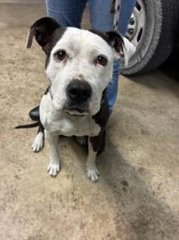 Mixed Breed Dogs Available for Adoption in Gainesville, Florida - Broccoli Cheddar Soup | PetCurious