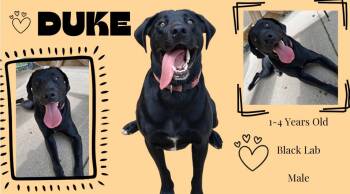 Duke -  Black Labrador Retriever Dog for Adoption in Little Falls, Minnesota - Duke | PetCurious
