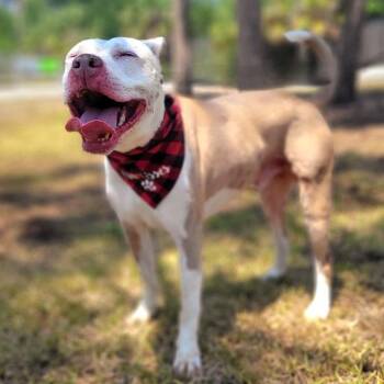 Apollo -  Mixed Breed Dog for Adoption in Port Charlotte, Florida - Apollo | PetCurious