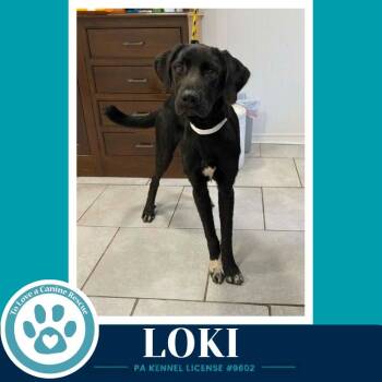 Loki (The L Train) 100326 -  Labrador Retriever Dog for Adoption in Kimberton, Pennsylvania - Loki (The L Train) 100326 | PetCurious