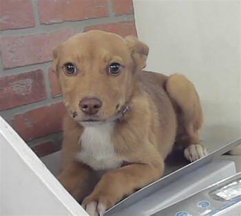 Labrador Retriever and Mixed Breed Dogs Available for Adoption - POLLY | PetCurious